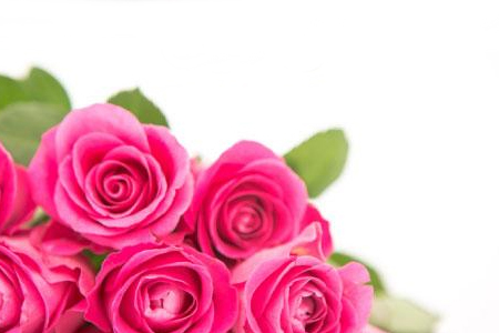 Funeraria Gimeno Jorge rosas rosadas